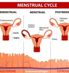Cules son las hormonas que influyen en el ciclo menstrual