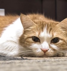 Animales: Cmo tratar el calcivirus en gatos