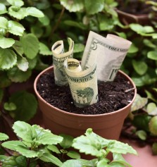 Hogar: Plantas para atraer dinero