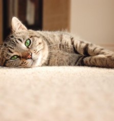 Cmo eliminar el olor de orina de gato en la alfombra