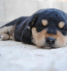 Animales: Por qu mi perro llora cuando duerme