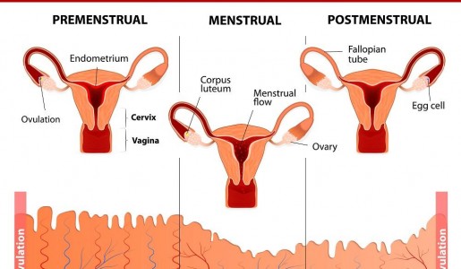 Cules son las hormonas que influyen en el ciclo menstrual