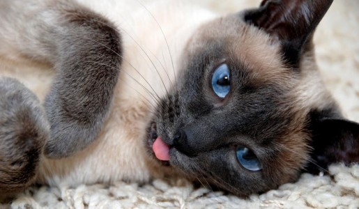 Animales: Por qu mi gato saca la lengua