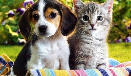 Perros y Gatos: Previniendo problemas en los cachorros
