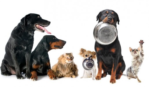 Animales: Recetas caseras para perros