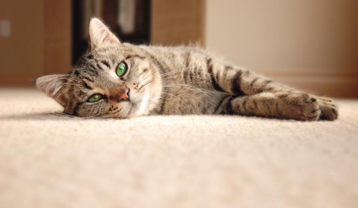 Cmo eliminar el olor de orina de gato en la alfombra