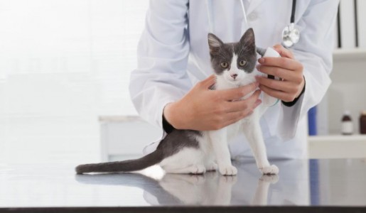 Por qu es importante vacunar a mi gato