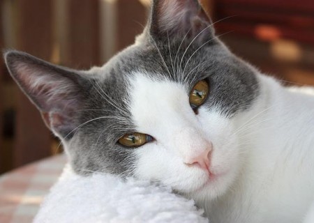 Animales: Cmo tratar el embarazo psicolgico en gatas