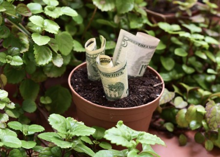 Hogar: Plantas para atraer dinero