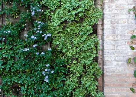 Cules son las mejores plantas para muros verdes