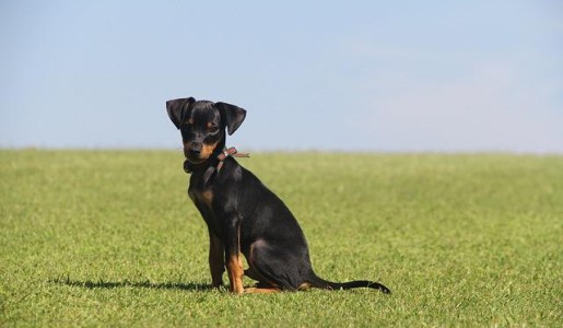 Qué hacer si mi perro no quiere caminar