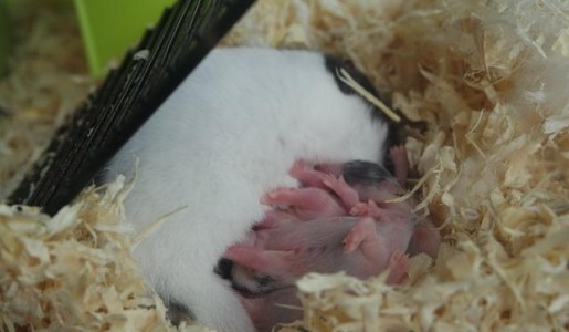 Por qué el hámster se come a sus crías