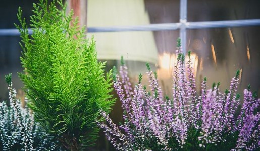 Plantas para clima mediterráneo