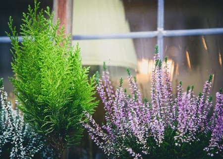 Plantas para clima mediterráneo