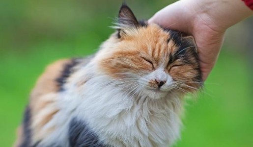 Cómo hacer que mi gato no marque territorio