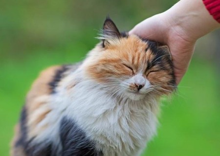 Cómo hacer que mi gato no marque territorio