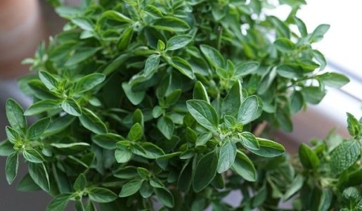 Cómo cuidar el orégano