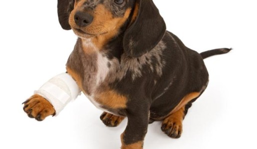 Cómo cuidar a un perro con la pata quebrada
