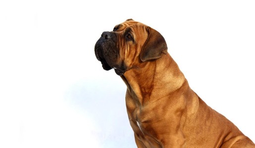 Cómo quitar el olor a perro de la ropa