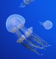 Cmo se reproducen las medusas
