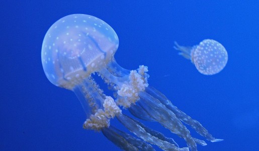 Cómo se reproducen las medusas