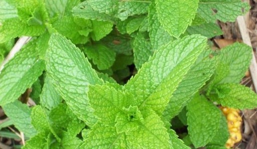 Cómo cuidar la menta