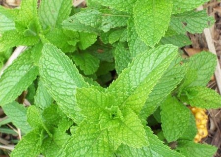 Cómo cuidar la menta