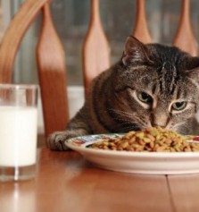 Alimentacin balanceada para tu gato