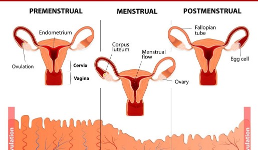 Cuáles son las hormonas que influyen en el ciclo menstrual