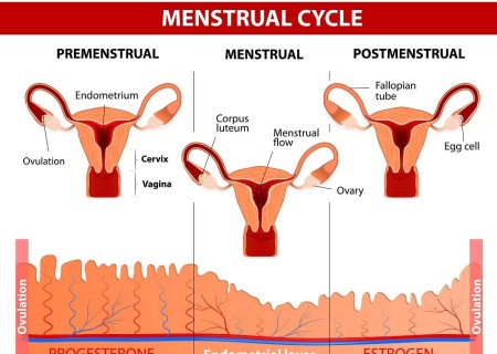 Cuáles son las hormonas que influyen en el ciclo menstrual