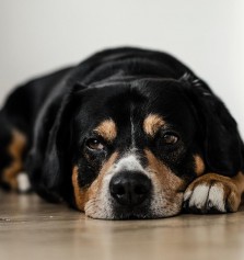 Ejercicios para un perro con artrosis