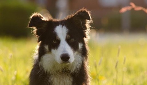 Cómo adiestrar a un border collie