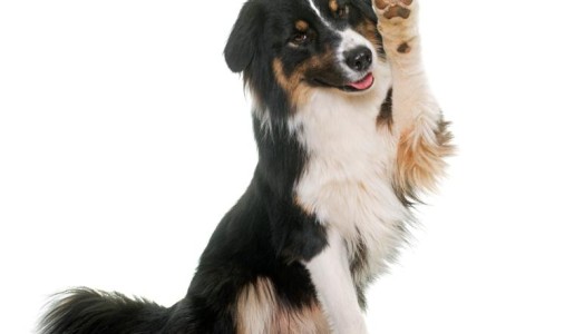 Animales: Cómo cuidar las patas de mi perro