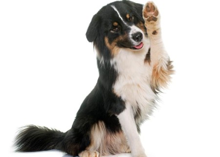 Animales: Cómo cuidar las patas de mi perro