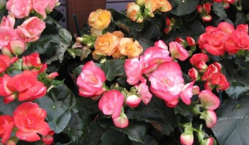 Plantas de interior con flor