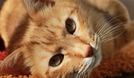 Cómo se trata la inmunodeficiencia felina