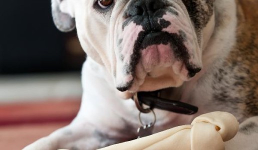 Cuáles son los perros que menos ladran