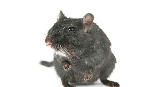 Animales: Cómo cuidar a un hámster cuando está hibernando