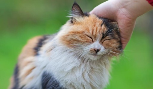 Cómo educar a un gato