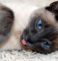 Animales: Por qu mi gato saca la lengua