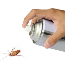Remedios caseros para matar cucarachas