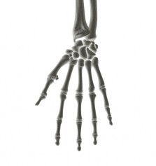 Cmo se llaman los huesos de la mano