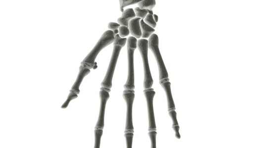 Cómo se llaman los huesos de la mano