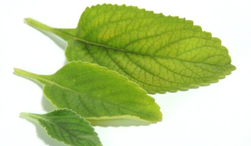 Contraindicaciones del boldo