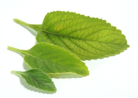 Contraindicaciones del boldo