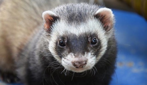 Cómo bañar a un hurón