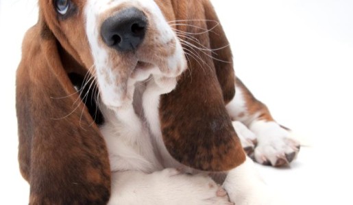 Cómo calcular la edad del perro en años humanos