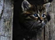 Animales: Cmo atrapar a un gato callejero