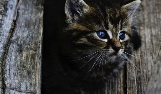 Animales: Cmo atrapar a un gato callejero