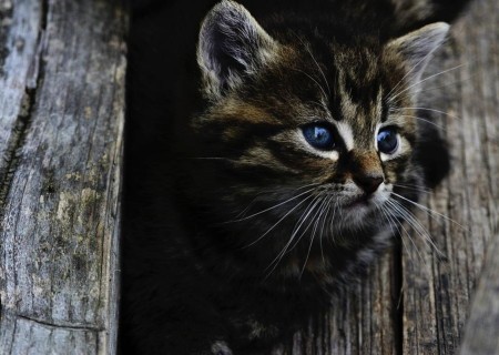 Animales: Cómo atrapar a un gato callejero